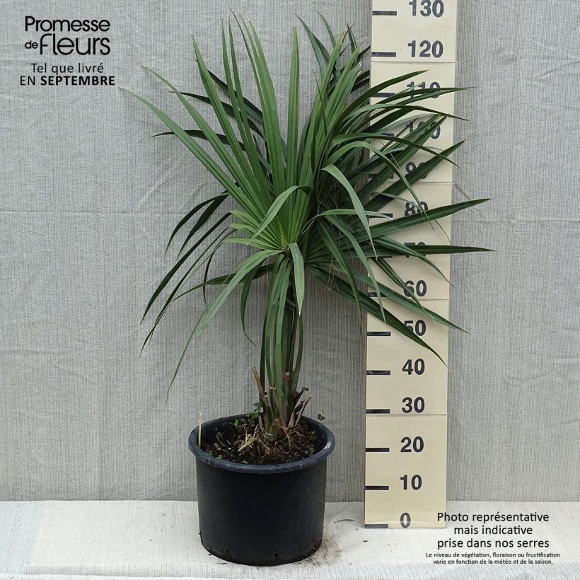 Exemplaar van Sabal minor - Dwergpalmetto Pot van 20 l/25 l zoals geleverd in de lente