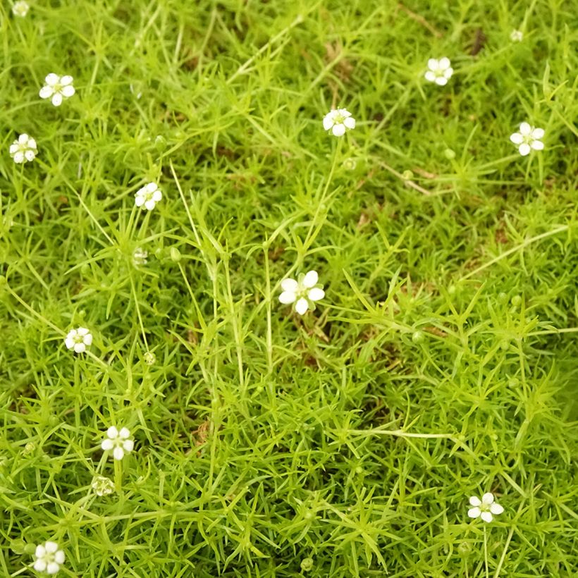 Sagina subulata Aurea - Priemvetmuur (Blad)