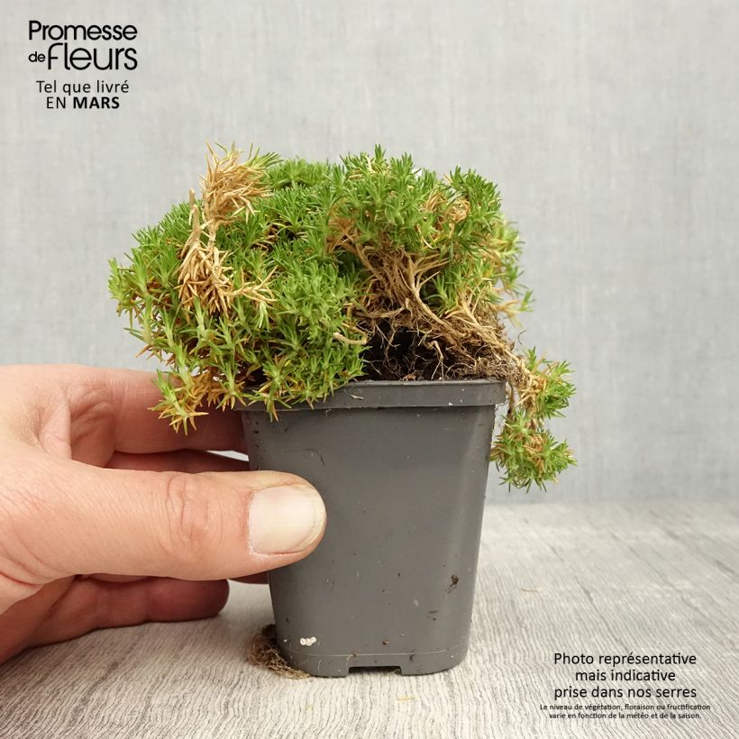 Example of Sagina subulata Pine Green - Priemvetmuur Kweekpotje van 8/9 cm as you get in printemps