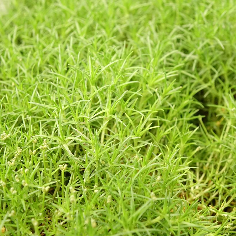 Sagina subulata Pine Green - Priemvetmuur (Blad)