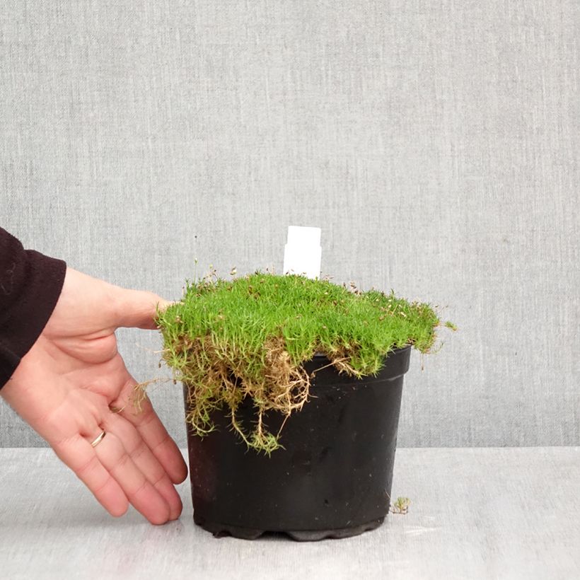 Exemplaar van Sagina subulata - Priemvetmuur Pot van 2 l/3 l zoals geleverd in de herfst