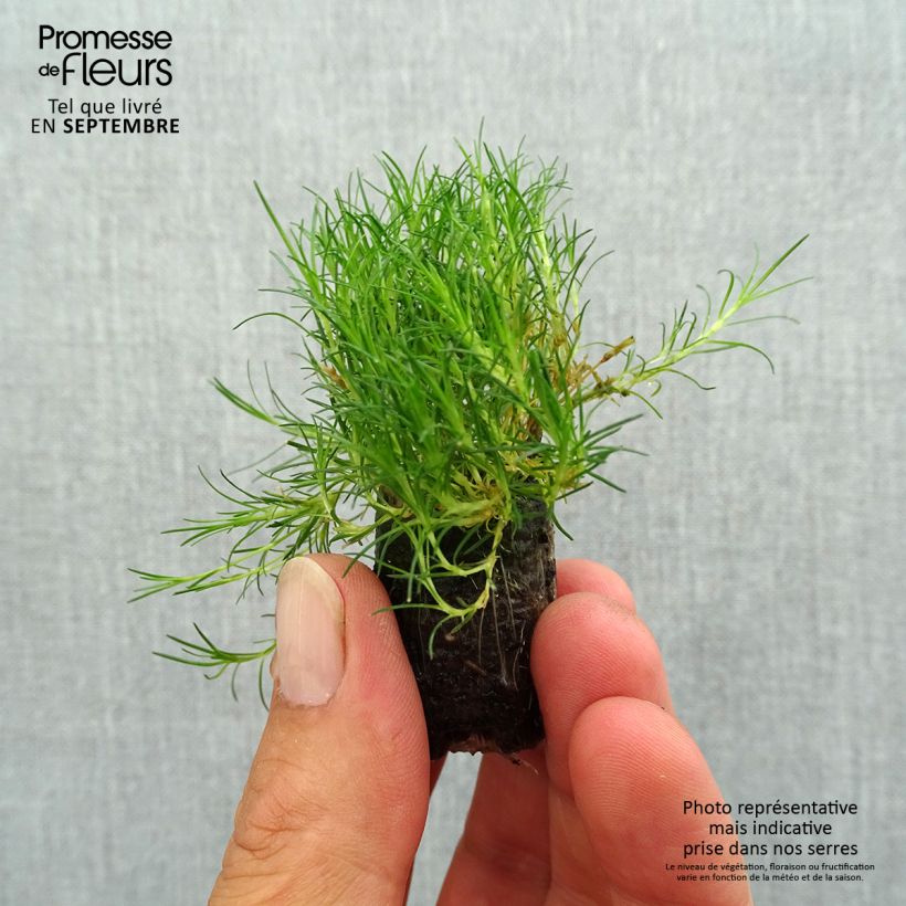 Exemplaar van Sagina subulata Scottish Moss - Priemvetmuur Mini-mot Ø 1,5/2,5 cm zoals geleverd in de herfst