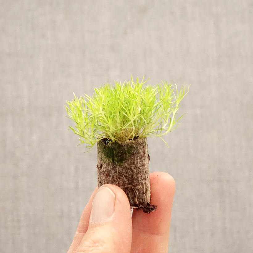 Exemplaar van Sagina subulata Scottish Moss - Priemvetmuur Mini-mot Ø 1,5/2,5 cm zoals geleverd in de lente