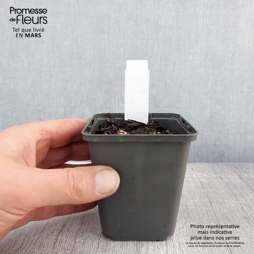 Exemplaar van Sagittaria sagittifolia Flore Pleno - Pijlkruid Kweekpotje van 8/9 cm zoals geleverd in de lente