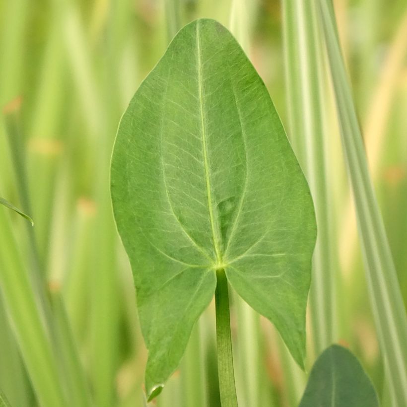 Sagittaria latifolia - Breedbladig pijlkruid (Blad)