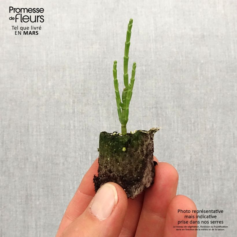 Exemplaar van Zeekraal - Salicornia europaea Mini-mot Ø 1,5/2,5 cm zoals geleverd in de lente