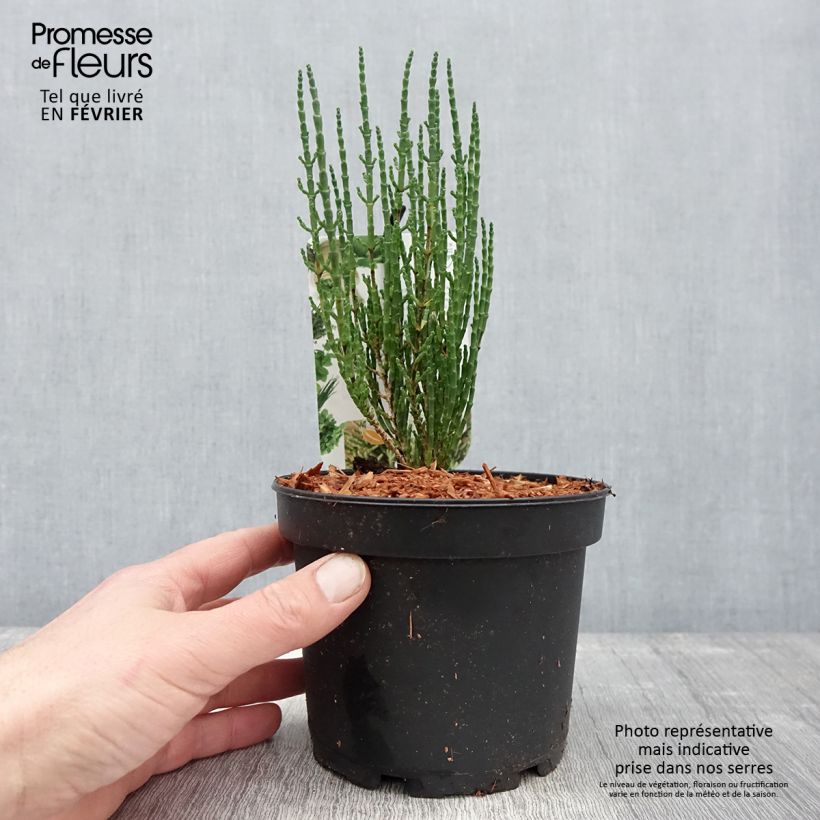 Exemplaar van Salicorne d'Europe, Cornichon de mer - Salicornia europaea Pot de 1,5L/2L zoals geleverd in de winter