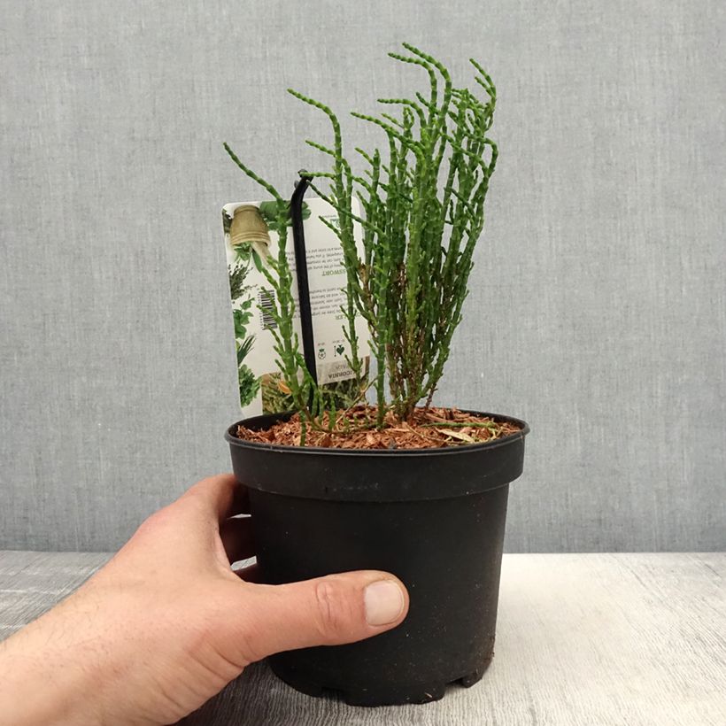 Exemplaar van Zeekraal - Salicornia europaea Pot van 1,5 l/2 l zoals geleverd in de lente