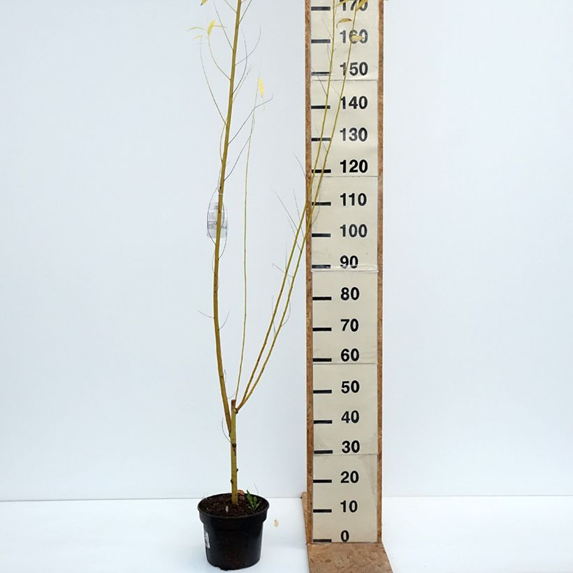 Exemplaar van Salix alba Golden Ness - Schietwilg Pot van 4 l/5 l zoals geleverd in de herfst