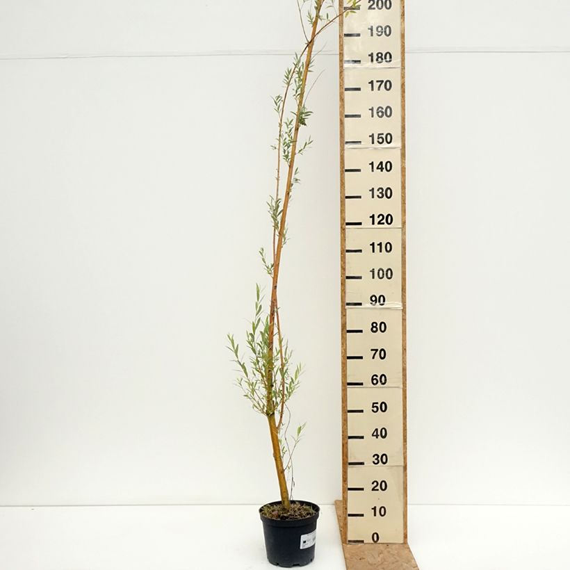 Exemplaar van Salix alba Golden Ness - Schietwilg Pot van 4 l/5 l zoals geleverd in de zomer