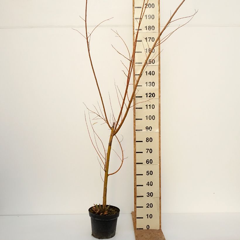 Exemplaar van Salix alba Strachowo - Schietwilg Pot van 7,5 l/10 l zoals geleverd in de herfst