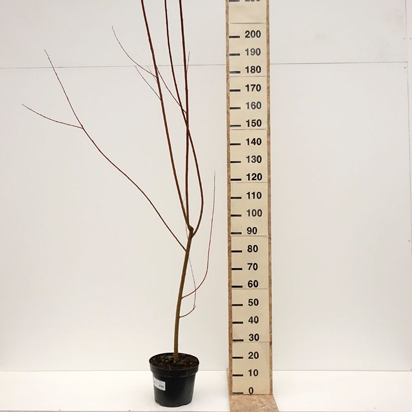 Exemplaar van Salix alba Strachowo - Schietwilg Pot van 7,5 l/10 l zoals geleverd in de winter