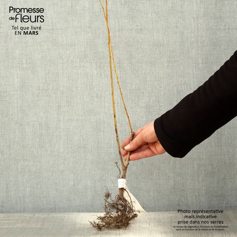 Exemplaar van Salix alba var. Vitellina - Schietwilg Naakte wortel zoals geleverd in de lente