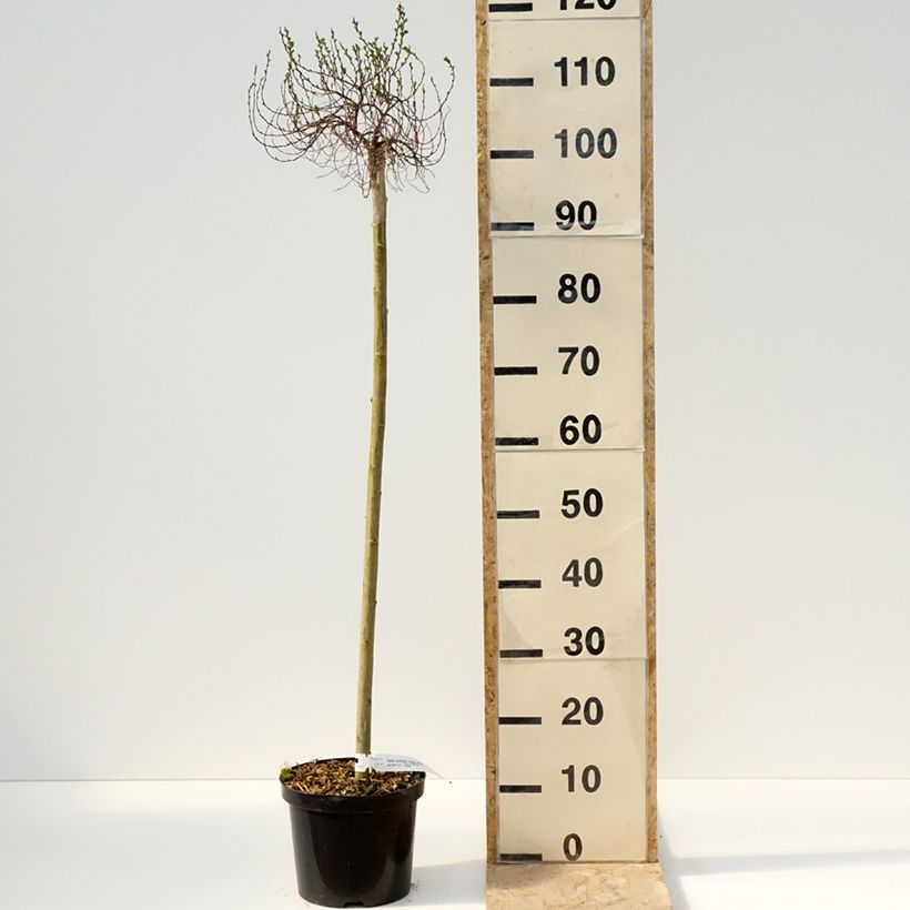 Exemplaar van Salix arctica Yalta - Arctische wilg Pot van 4 l/5 l, Stengel zoals geleverd in de lente