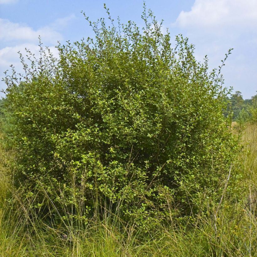 Salix aurita - Arctische wilg (Groeiplaats)