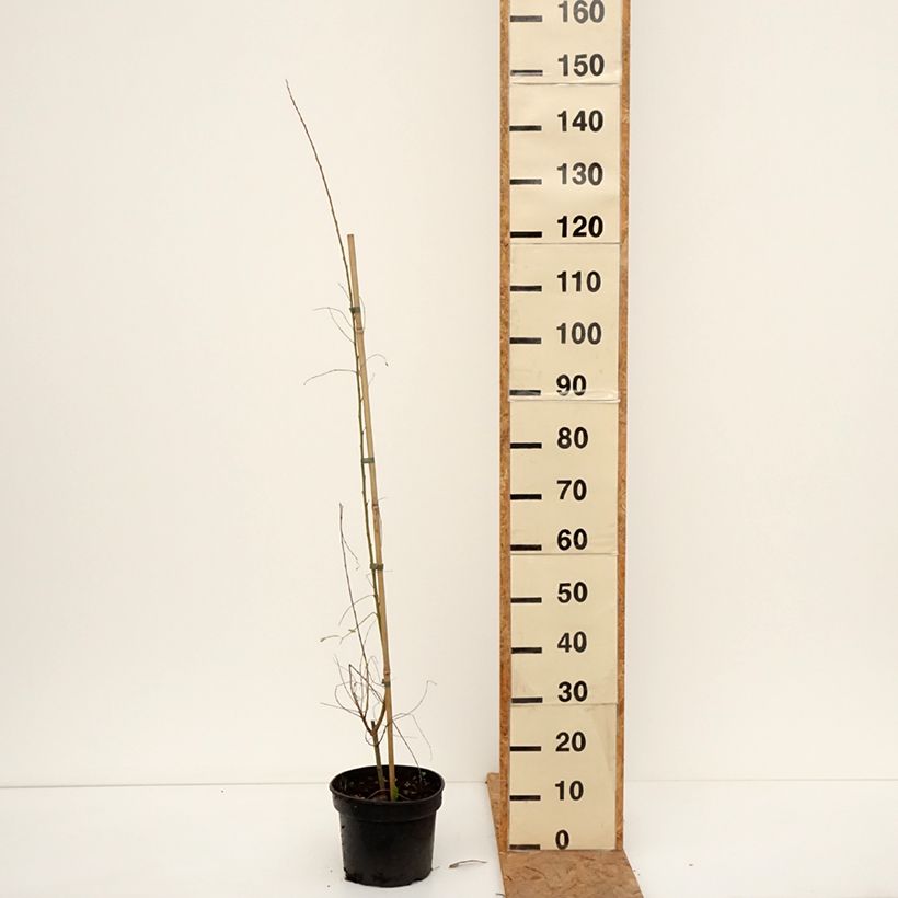 Exemplaar van Salix aurita Büchelberg - Geoorde wilg Pot van 4 l/5 l zoals geleverd in de herfst