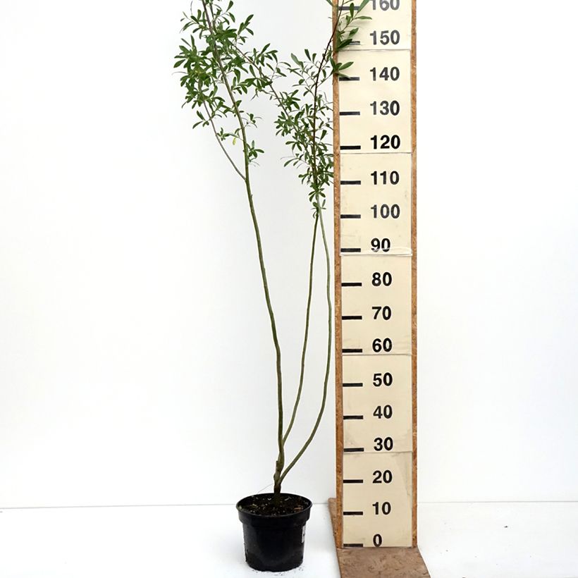 Exemplaar van Salix aurita Büchelberg - Geoorde wilg Pot van 4 l/5 l zoals geleverd in de lente