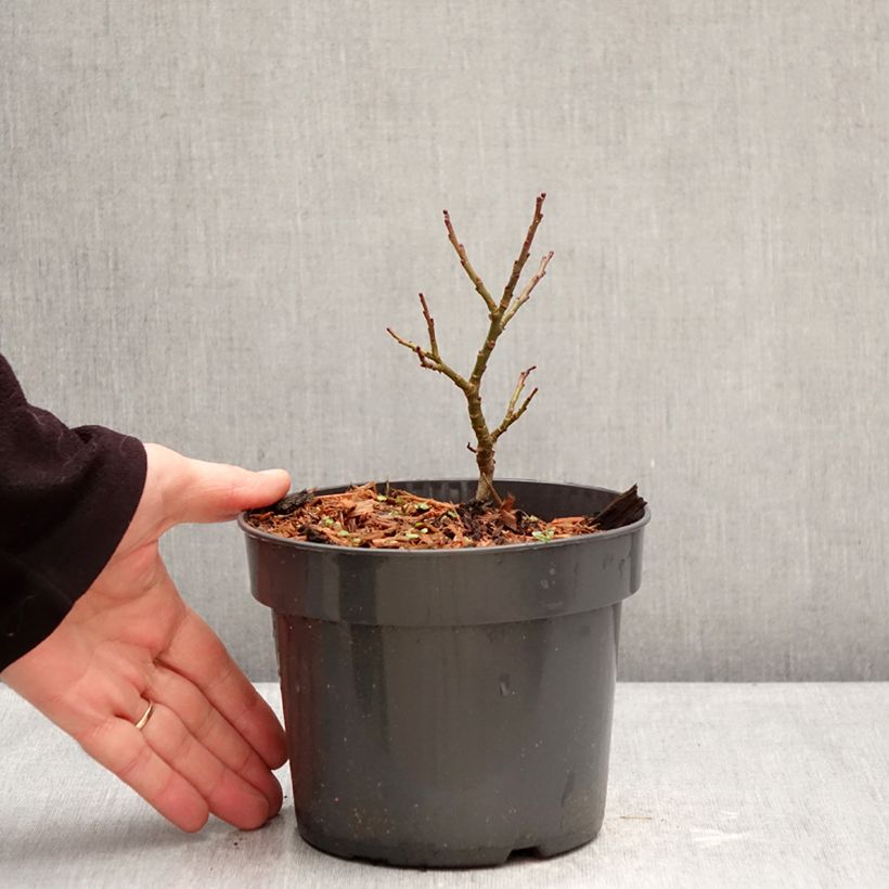 Exemplaar van Salix Boydii - Wilg Pot van 2 l/3 l zoals geleverd in de winter