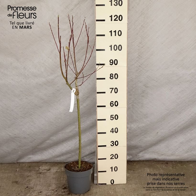 Example of Salix caprea Gold-Bienenkätzchen - Boswilg Pot van 3 l/4 l as you get in printemps