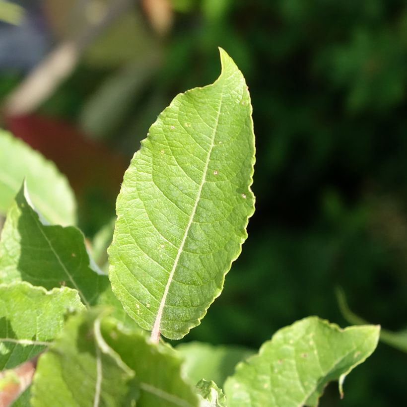 Salix caprea Gold-Bienenkätzchen - Boswilg (Blad)