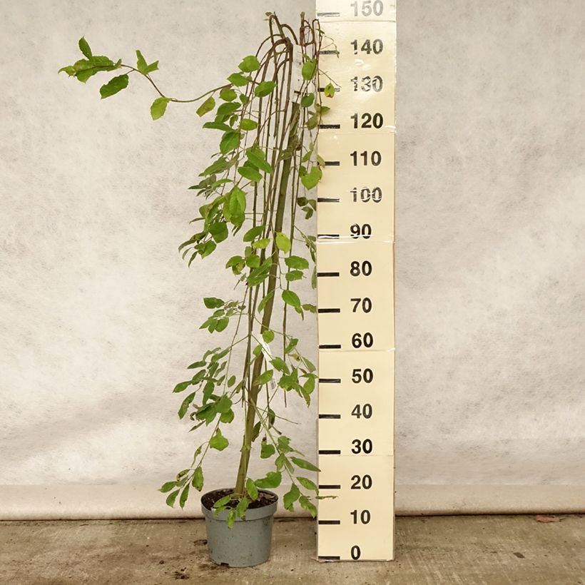 Exemplaar van Salix caprea Kilmarnock - Boswilg Kilmarnock Pot van 4 l/5 l, Stengel zoals geleverd in de zomer