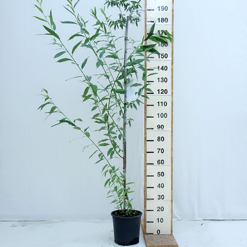 Exemplaar van Salix caprea - Boswilg Pot van 7,5 l/10 l zoals geleverd in de zomer