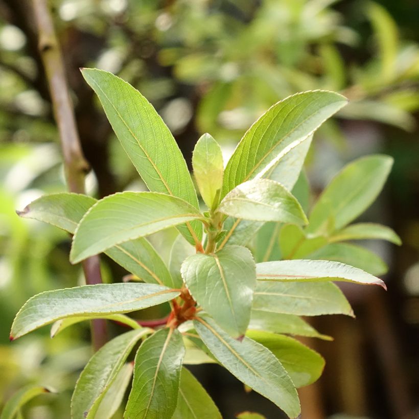 Salix gracilistyla Mount Aso - Katjeswilg (Blad)
