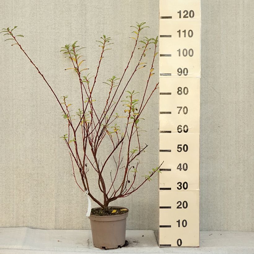 Exemplaar van Salix gracilistyla Mount Aso - Katjeswilg Pot van 4 l/5 l zoals geleverd in de herfst