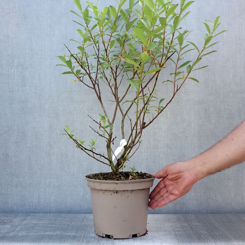 Exemplaar van Salix gracilistyla Mount Aso - Katjeswilg Pot van 4 l/5 l zoals geleverd in de zomer