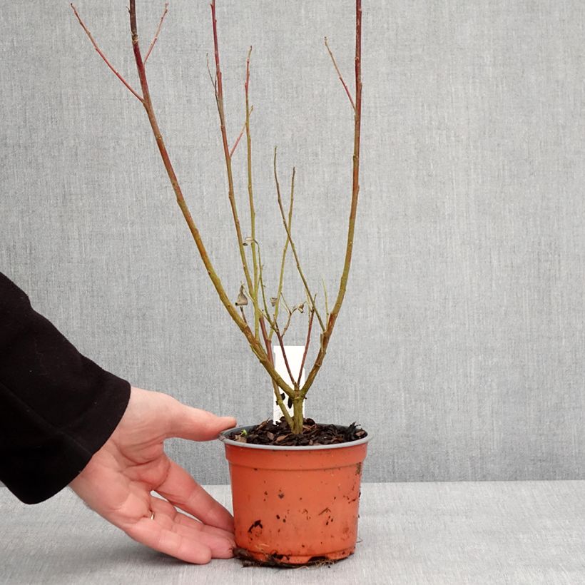 Exemplaar van Salix gracilistyla Mount Aso - Katjeswilg Kweekpotje van 8/9 cm zoals geleverd in de winter
