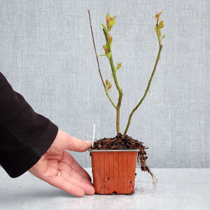 Exemplaar van Salix gracilistyla Mount Aso - Katjeswilg Kweekpotje van 8/9 cm zoals geleverd in de lente