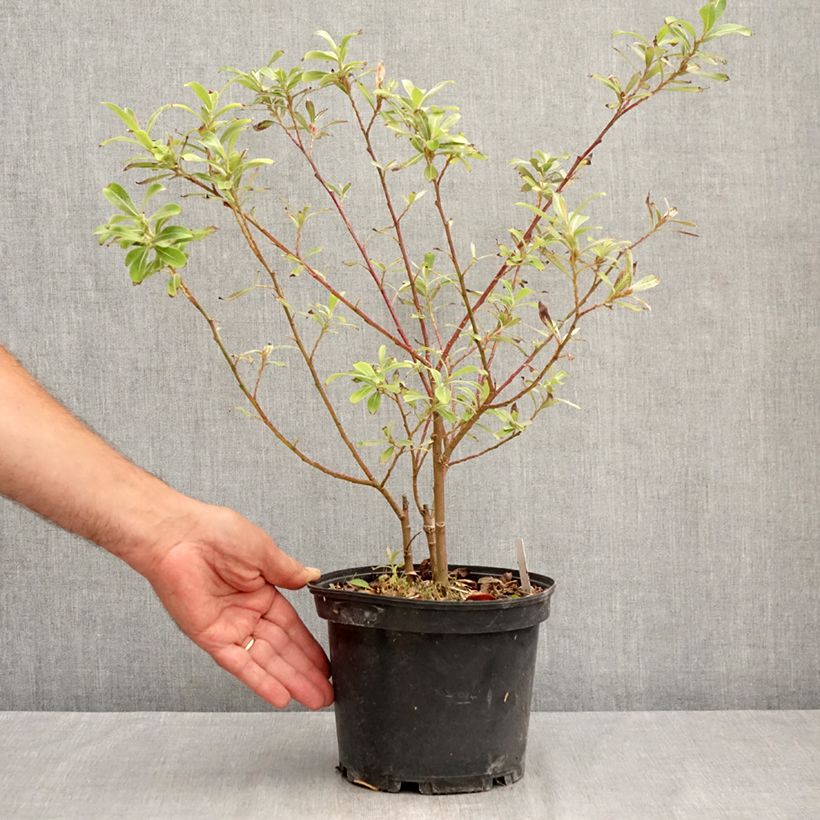 Exemplaar van Salix gracilistyla Mount Aso - Katjeswilg Pot van 2 l/3 l zoals geleverd in de zomer