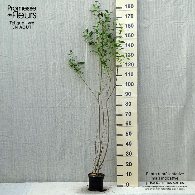 Exemplaar van Salix cinerea - Grauwe wilg Pot van 2 l/3 l zoals geleverd in de zomer