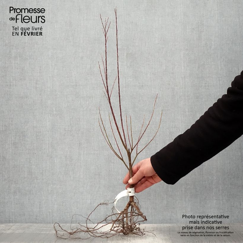 Exemplaar van Salix elaeagnos Angustifolia - Grijze wilg Naakte wortel zoals geleverd in de winter