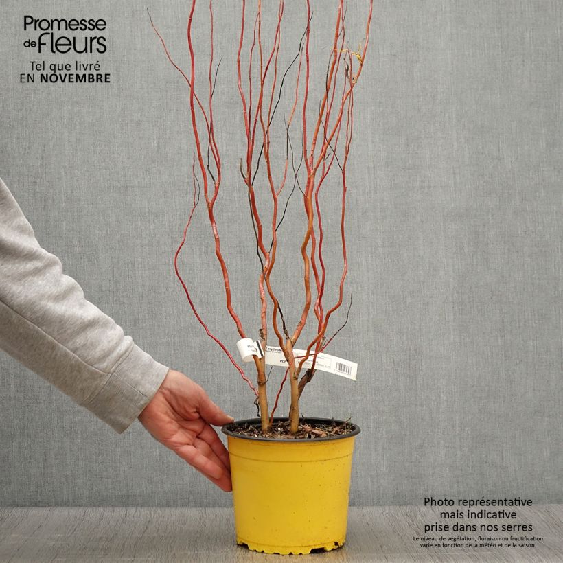 Exemplaar van Salix erythroflexuosa - Kronkelwilg Pot van 3 l/4 l zoals geleverd in de herfst
