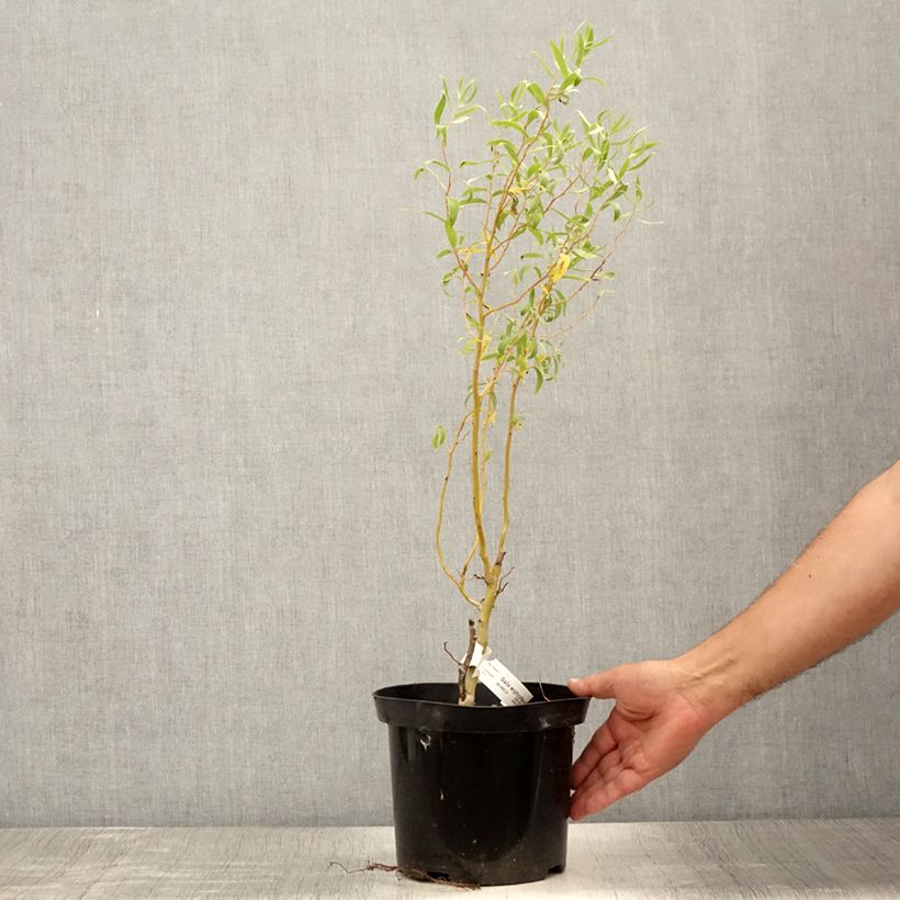 Exemplaar van Salix erythroflexuosa - Kronkelwilg Pot van 3 l/4 l zoals geleverd in de zomer