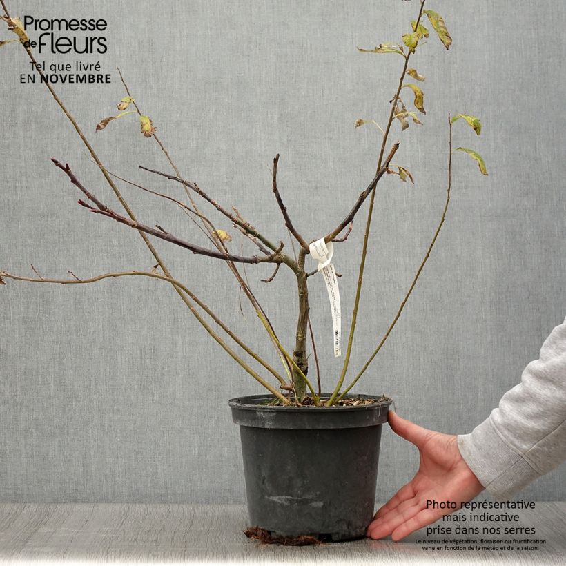 Exemplaar van Salix fargesii - Chinese wilg Pot van 4 l/5 l zoals geleverd in de herfst