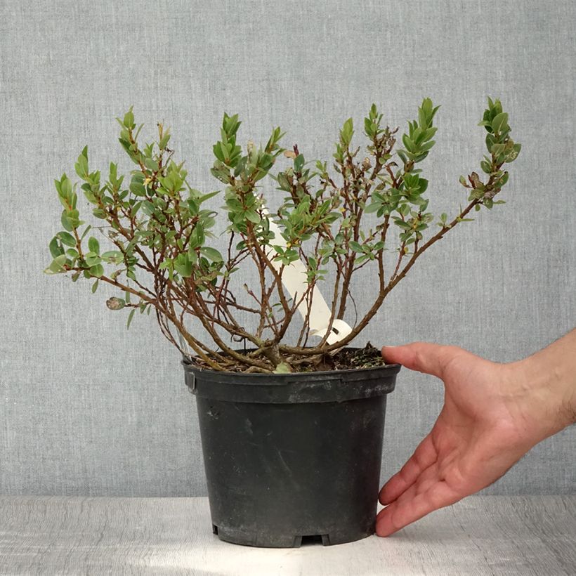 Exemplaar van Salix hastata Wehrhahnii - Wilg Pot van 2 l/3 l zoals geleverd in de zomer