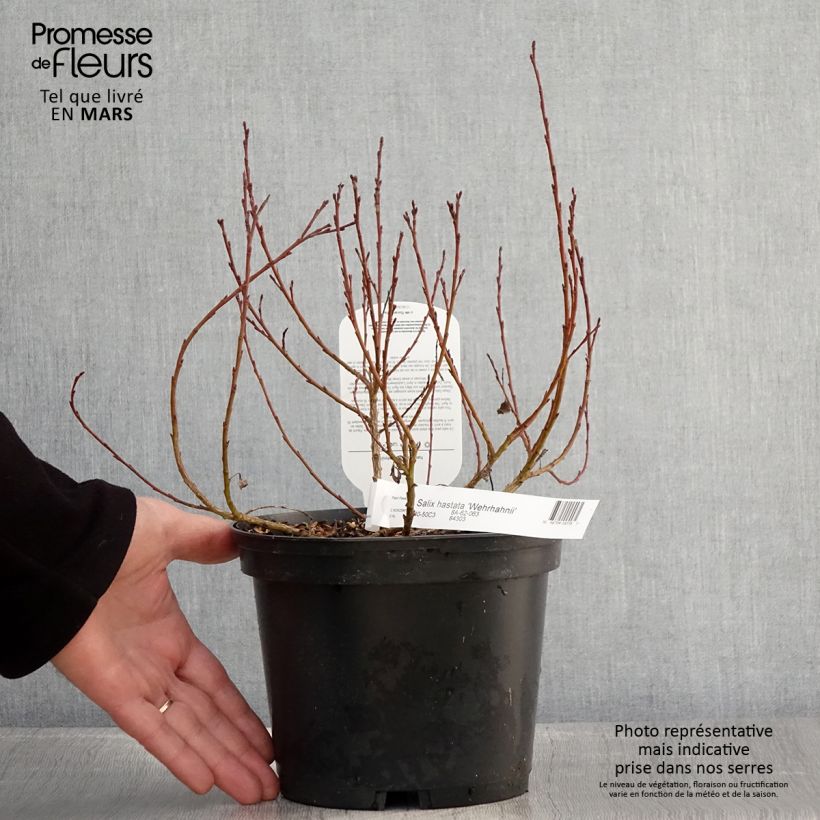 Example of Salix hastata Wehrhahnii - Wilg Pot van 2 l/3 l as you get in printemps