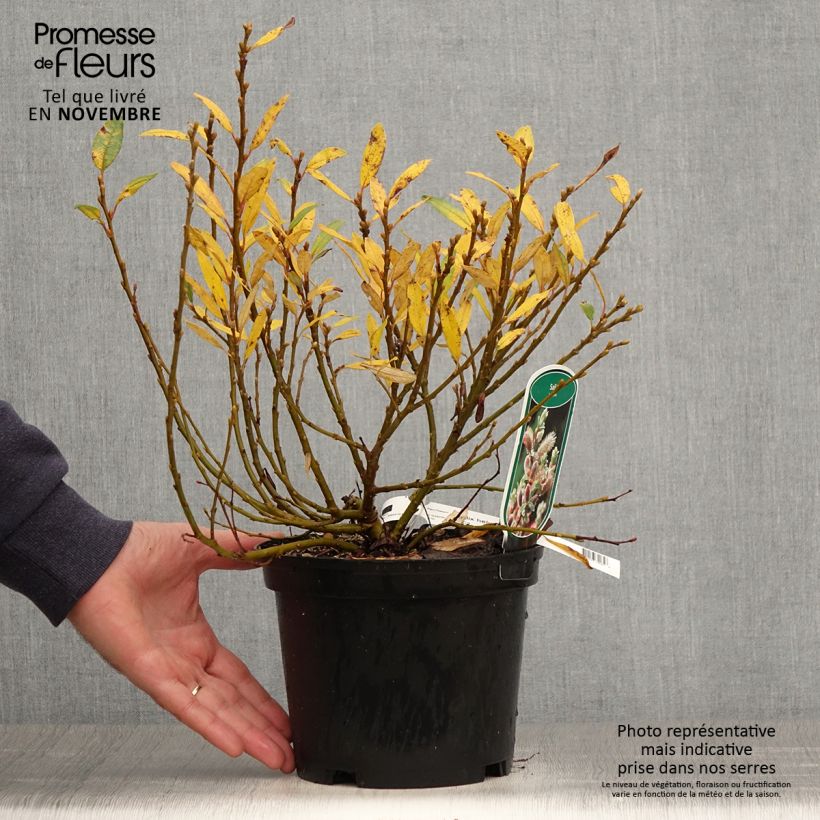 Exemplaar van Salix helvetica - Zwitserse wilg Pot van 2 l/3 l zoals geleverd in de herfst