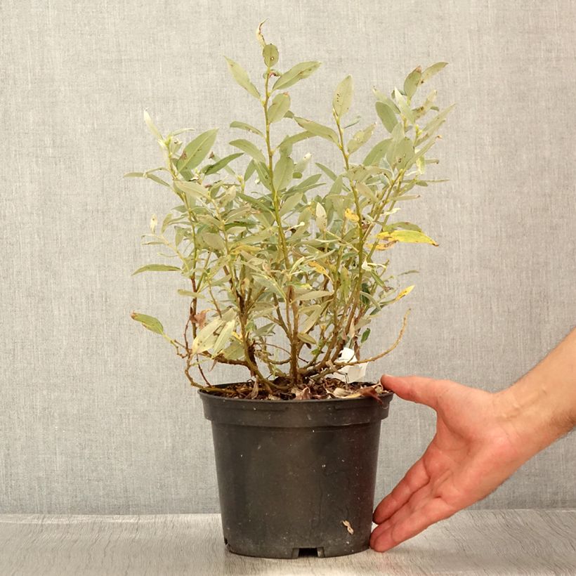 Exemplaar van Salix helvetica - Zwitserse wilg Pot van 2 l/3 l zoals geleverd in de zomer