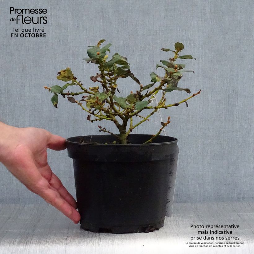 Exemplaar van Salix lanata - Wollige wilg Pot van 2 l/3 l zoals geleverd in de herfst