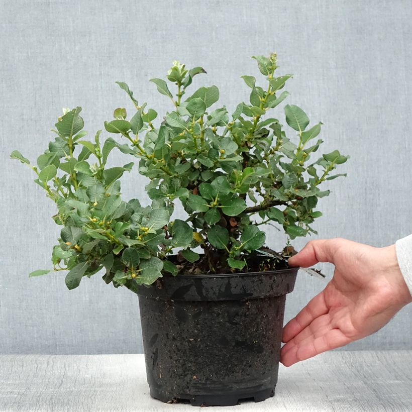 Exemplaar van Salix lanata - Wollige wilg Pot van 2 l/3 l zoals geleverd in de zomer