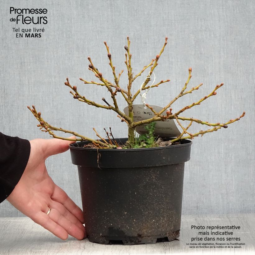 Exemplaar van Salix lanata - Wollige wilg Pot van 2 l/3 l zoals geleverd in de lente