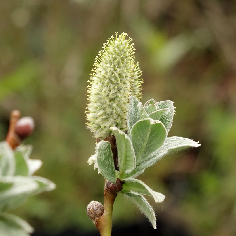 Salix lanata - Wollige wilg (Bloei)