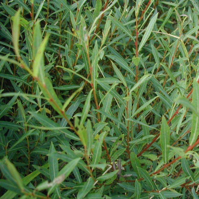 Salix purpurea - Bittere wilg (Blad)