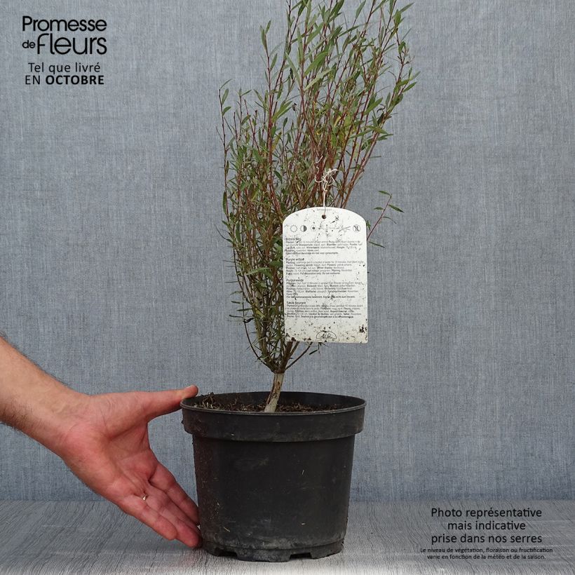 Exemplaar van Salix purpurea Nana - Bittere wilg Pot van 2 l/3 l zoals geleverd in de herfst