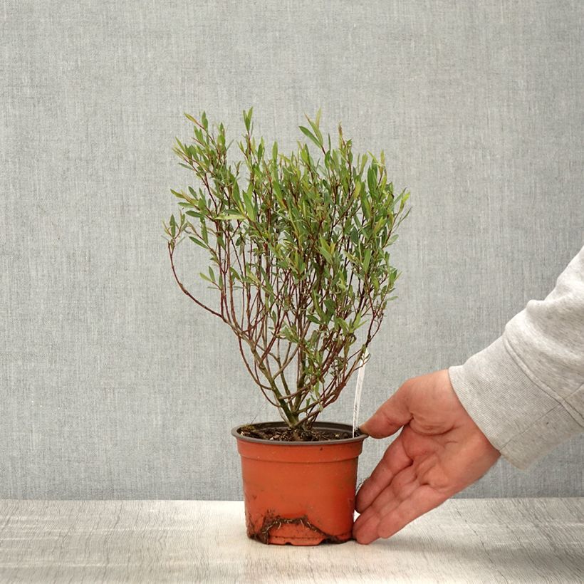 Exemplaar van Salix purpurea Nana - Bittere wilg Kweekpotje van 8/9 cm zoals geleverd in de lente