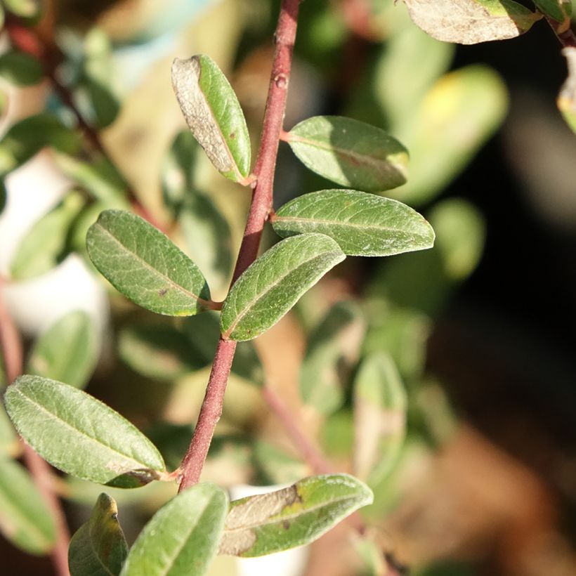 Salix repens Armando - Kruipwilg (Blad)