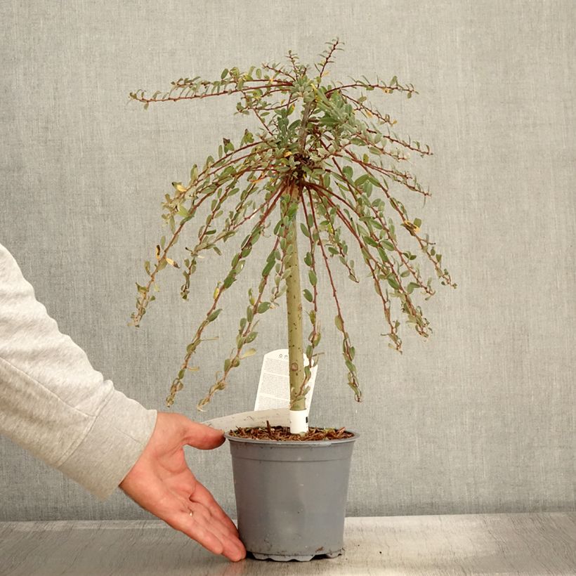 Exemplaar van Salix repens Armando - Saule rampant Pot de 1,5L/2L, Mini-tige, Tige de 30 cm zoals geleverd in de herfst